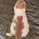 Фото №3 Молоденькая кошечка Белочка в добрые руки