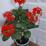 Фото №3 Каланхоэ цветущий красный