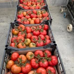 Фото №3 помидор