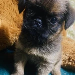 Фото №10 Продам щенка