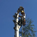 Удаление Обрезка деревьев, расчистка участка в Томилино