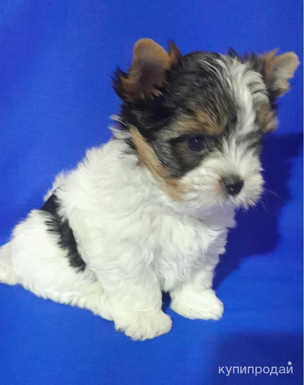 Фото Кукольный не большой мальчик