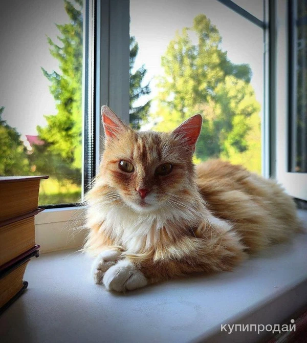 Фото Кошечка Алиса в добрые руки