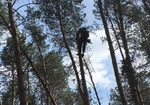 фото Услуги обрезки деревьев