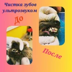 Фото №8 Груминг услуги