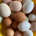 фото Домашние куриные яйца