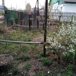 Фото №13 Спил деревьев, расчистка участка
