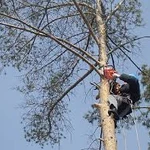 Услуги по спилу деревьев,выкорчёвыванию корней.