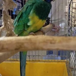 Фото №2 Воротничковый попугай Бернарда