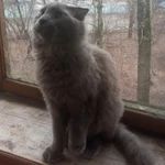 Фото №9 Нибелунг вислоушка