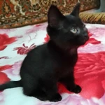 Фото №2 отдам котят бесплатно в добрые руки