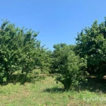 Фото №5 Продаётся дом на Азовском побережье в п.Кучугуры.