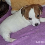 Фото №2 Продам щенка девочка джек рассел