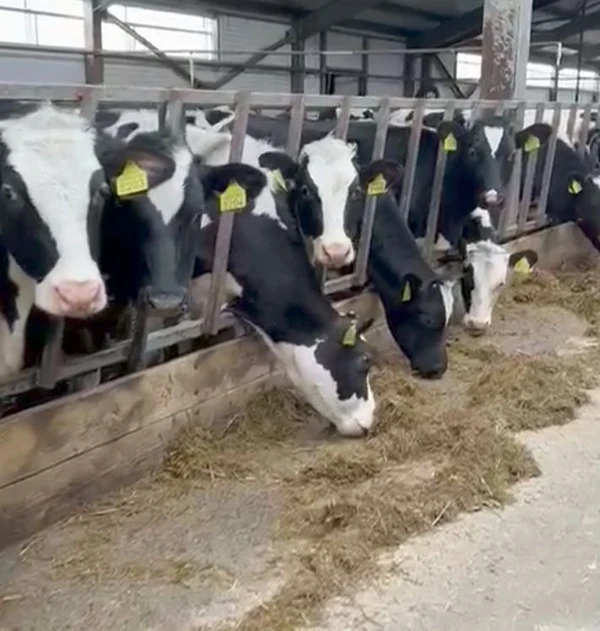 Фото Коровы,телята, тёлки,бычки,быки