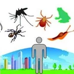 Уничтожение клопов, тараканов, муравьев