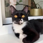 Фото №7 Кошка Брусничка в добрые руки