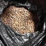 фото Орех кедровый