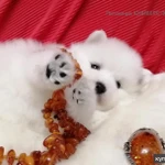 Фото №3 Белый шпиц Щенки японского шпица