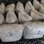 Фото №12 Грибы, мицелий ежовика гребенчатого (гериций, львиная грива, ямабушитаке)