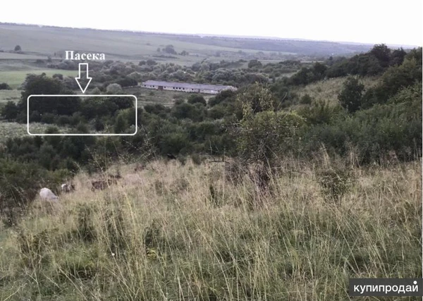 Фото Мёд разнотравье с собственной пасеки, Кубанский