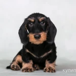 Фото №4 Такса жесткошерстная стандартная - "Из Ново-Переделкино"