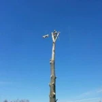 Фото №2 Удаление деревьев