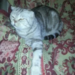 Фото №2 Котик в добрые руки