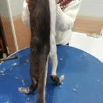Фото №3 Стрижка кошек