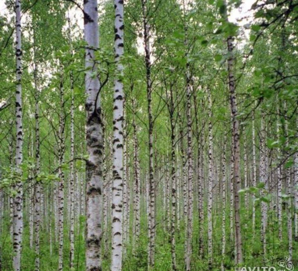 Фото Береза саженцы