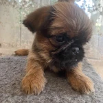 Фото №4 Продам щенка