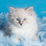 Фото №2 Невские очаровательные котята