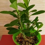 Фото №2 Молочай Миля