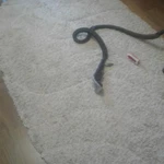 Фото №4 Химчистка ковров