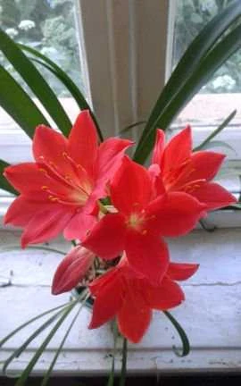 Фото Уборка