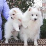 Фото №2 Белый шпиц Щенки японского шпица