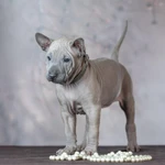 Фото №4 ЩЕНКИ ТАЙСКИХ РИДЖБЕКОВ