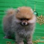 Фото №4 Плюшевый мальчик - померанский шпиц