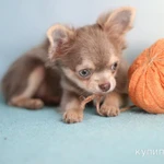 Фото №4 Малыши Чихуахуа