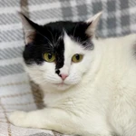 Фото №6 Уникальная красавица кошечка Маска ищет дом