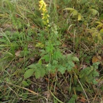 Фото №7 Репешок. Цена за 100 грамм.