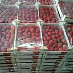 Фото №2 Свежая клубника из Марокко