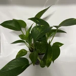 Фото №3 Эпипремнум золотистый (лиана)