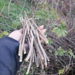 Фото №3 Палочки чёрной бузины.