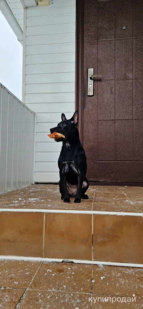 Фото Ксолоинскуинтли