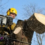 Спил и обрезка деревьев.