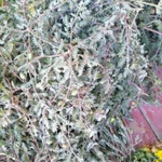 Фото №5 Якорцы стелющиеся, цена за 100 грамм.