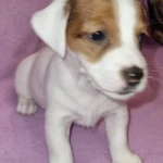 Фото №6 Продам щенка девочка джек рассел