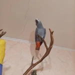 Фото №9 Продам птенцов крупного попугаях