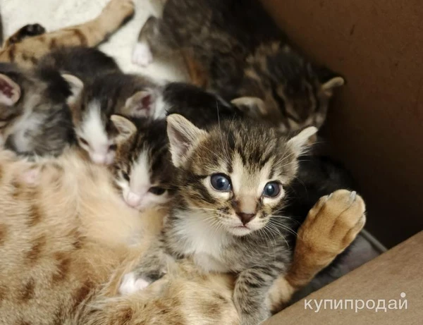 Фото ПРОДАМ котят Чистокровной САВАННЫ! Черный дым.