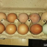 фото Домашние яйца